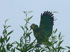 Orange-winged Amazon