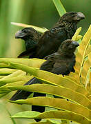 Smooth-billed Ani