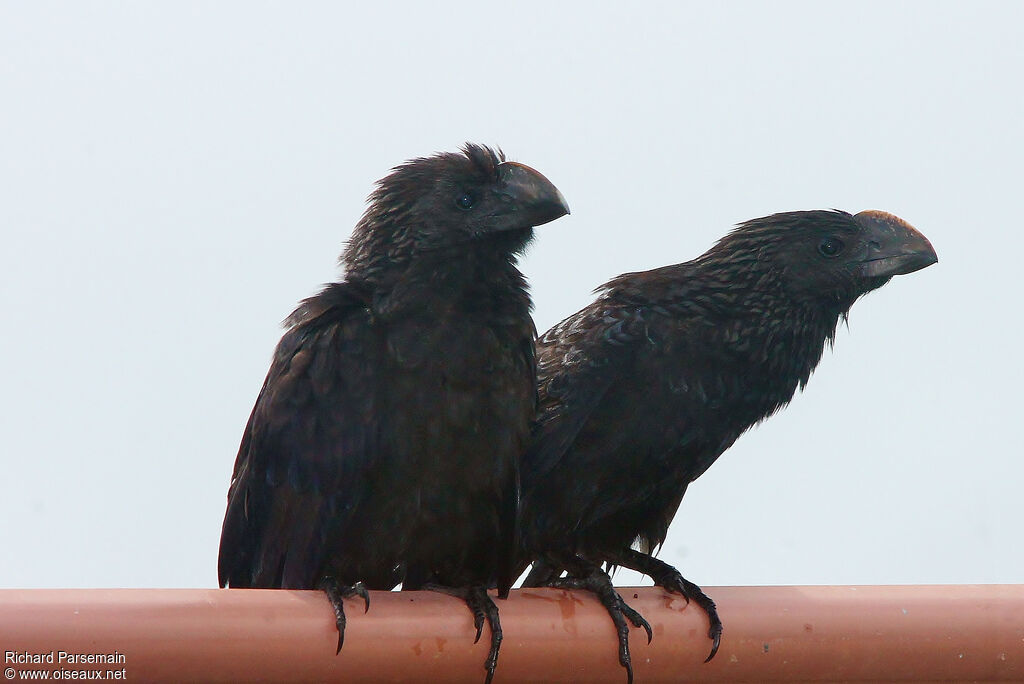 Smooth-billed Aniadult