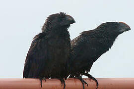 Smooth-billed Ani