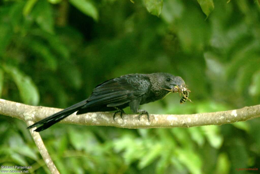 Smooth-billed Aniadult, feeding habits