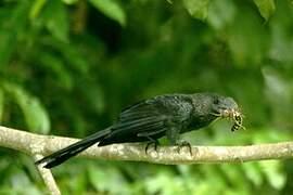 Smooth-billed Ani