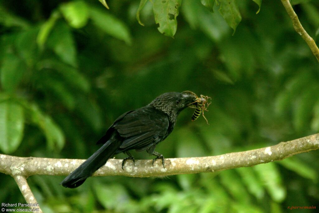 Smooth-billed Aniadult