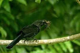 Smooth-billed Ani