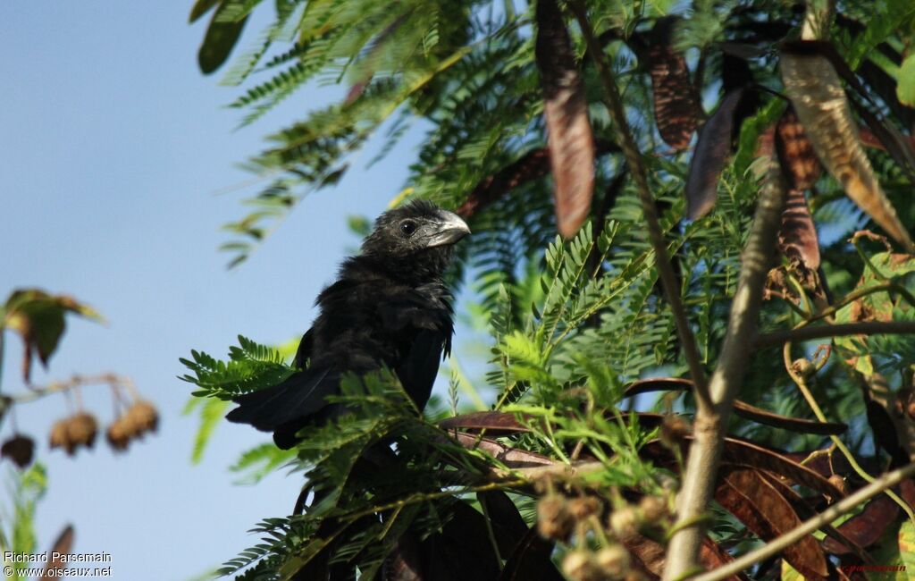 Smooth-billed Aniadult