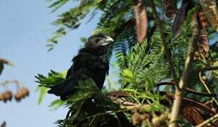 Smooth-billed Ani