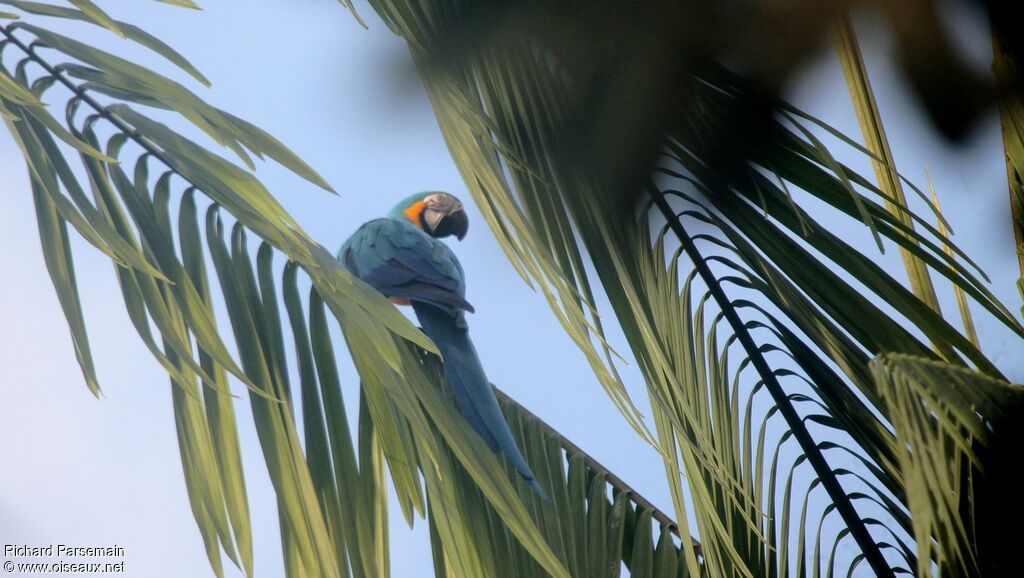 Blue-and-yellow Macawadult