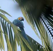 Blue-and-yellow Macaw