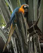 Blue-and-yellow Macaw