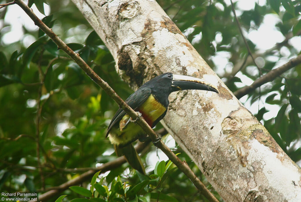 Black-necked Aracariadult