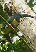 Black-necked Aracari