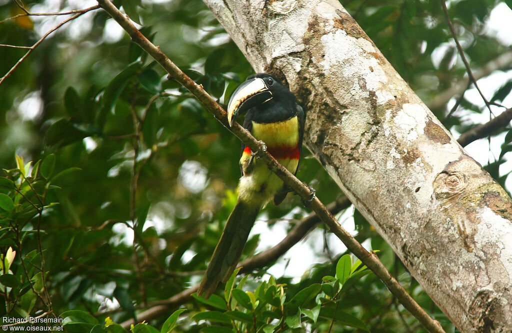 Black-necked Aracariadult