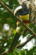 Black-necked Aracari