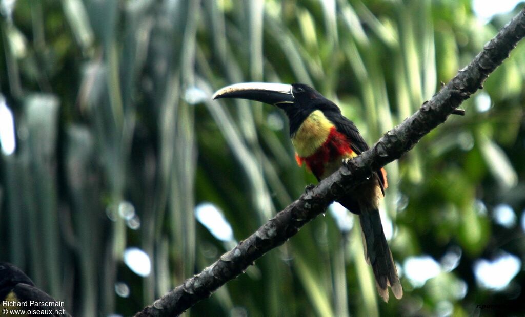 Black-necked Aracariadult