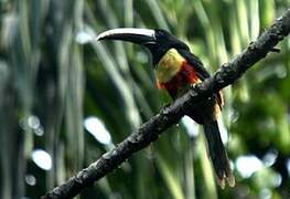 Black-necked Aracari