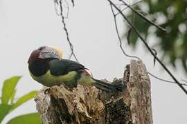 Green Aracari