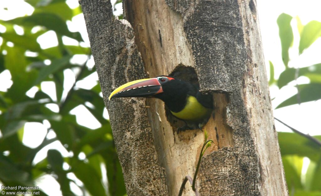 Araçari vert