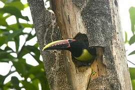 Green Aracari