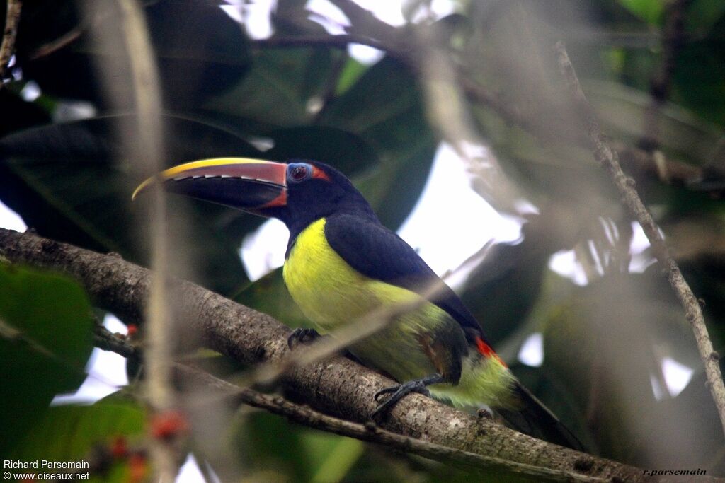 Green Aracariadult