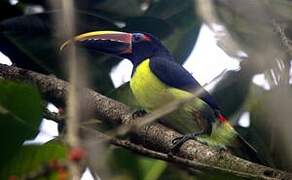 Green Aracari