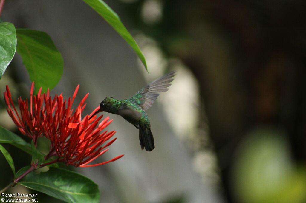 Glittering-throated Emeraldadult