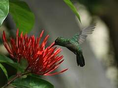 Glittering-throated Emerald