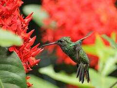 Glittering-throated Emerald