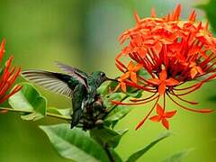 Glittering-throated Emerald