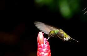 Glittering-throated Emerald