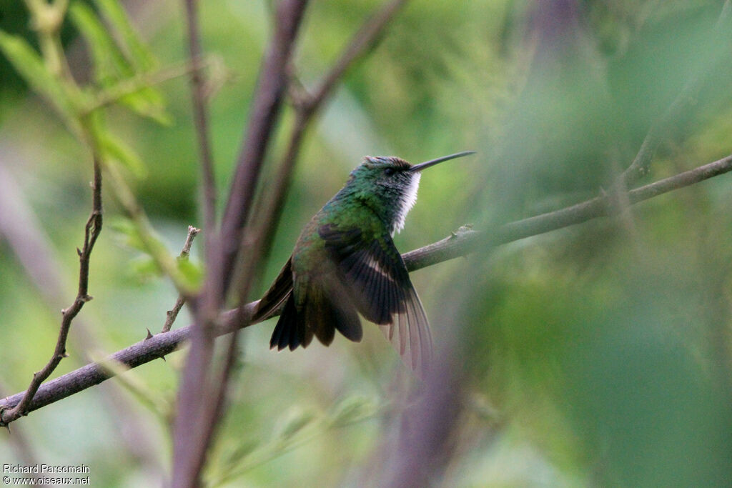 Plain-bellied Emeraldadult