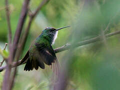 Plain-bellied Emerald