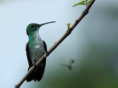 Plain-bellied Emerald