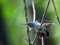 Plain-bellied Emerald