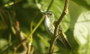 Plain-bellied Emerald