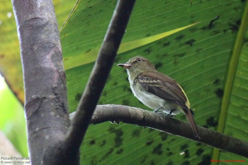 Bright-rumped Attilaadult