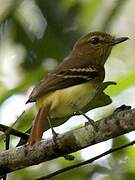 Bright-rumped Attila