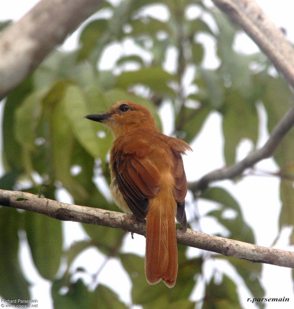 Cinnamon Attilaadult