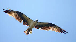 Western Osprey