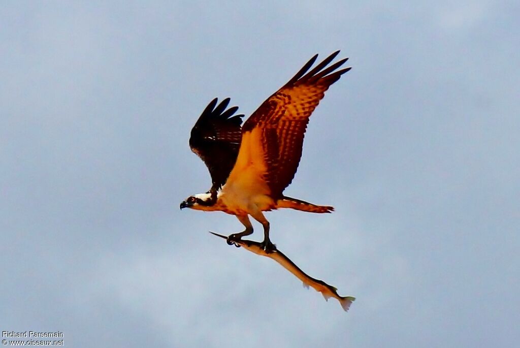 Western Ospreyadult