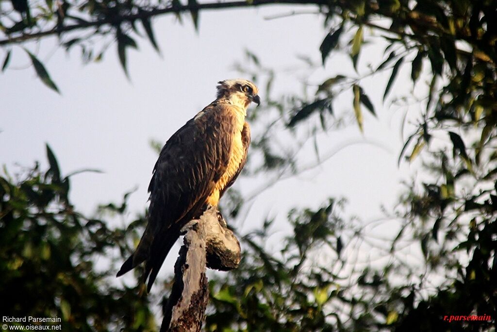 Western Ospreyadult