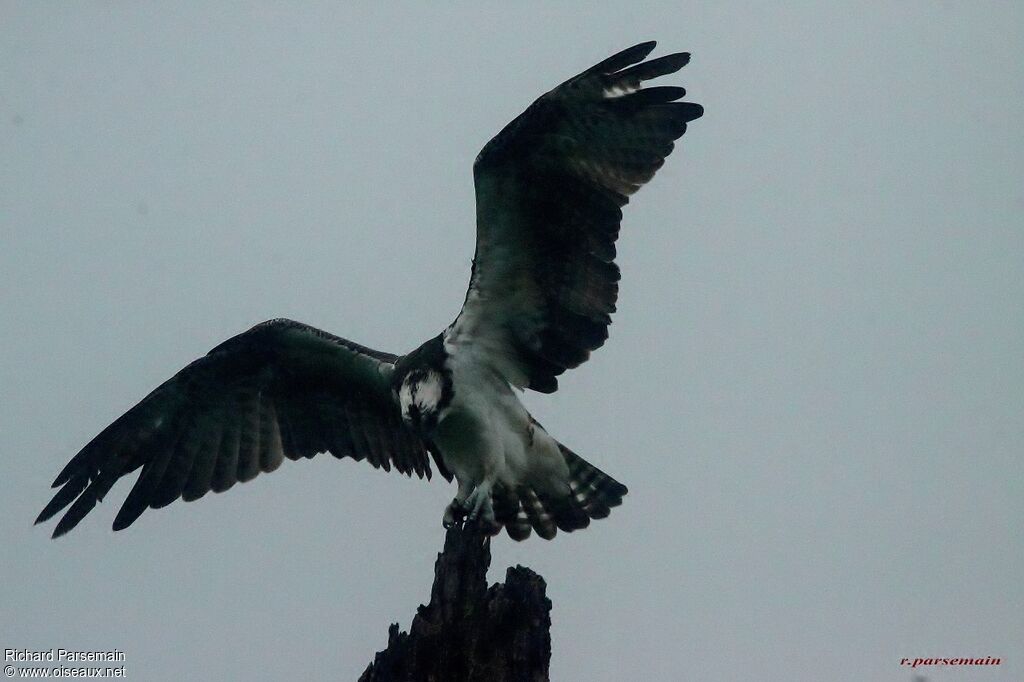 Western Ospreyadult