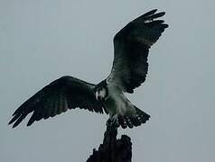 Western Osprey