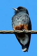 Swallow-winged Puffbird