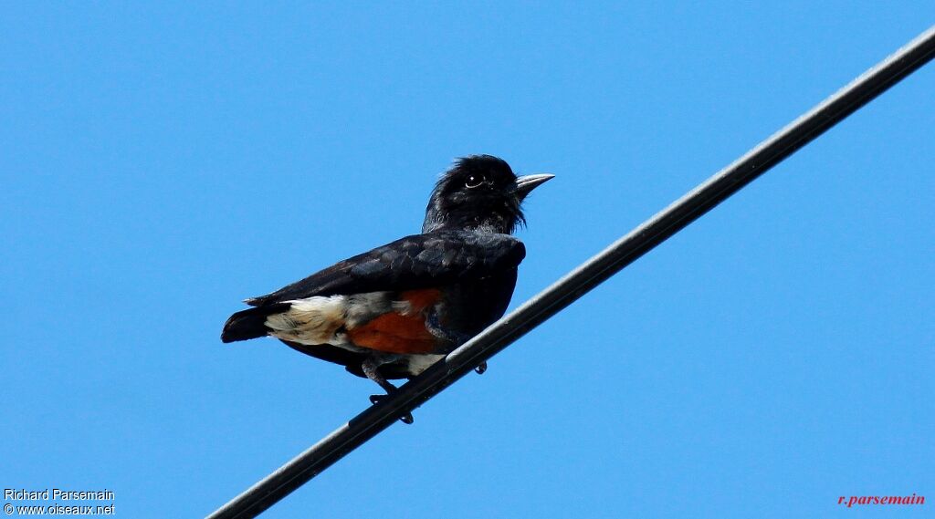 Swallow-winged Puffbirdadult