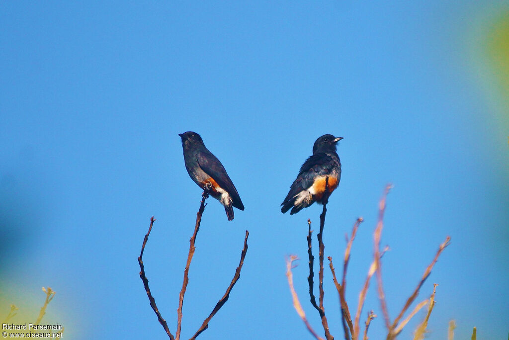 Swallow-winged Puffbird adult