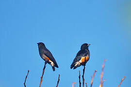 Swallow-winged Puffbird