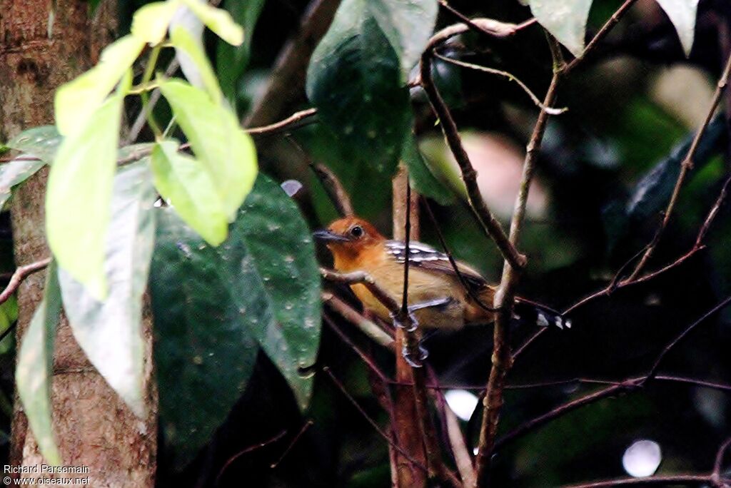 Batara d'Amazonie femelle adulte