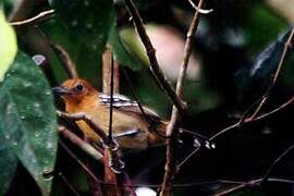 Amazonian Antshrike