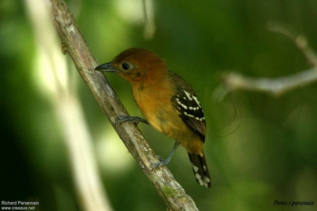 Batara d'Amazonie femelle adulte, identification