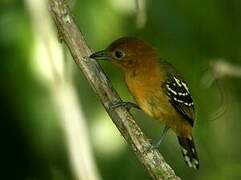 Amazonian Antshrike